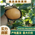 【精选】产地精品黄梨正在上市中，质优价廉，欢迎品尝。