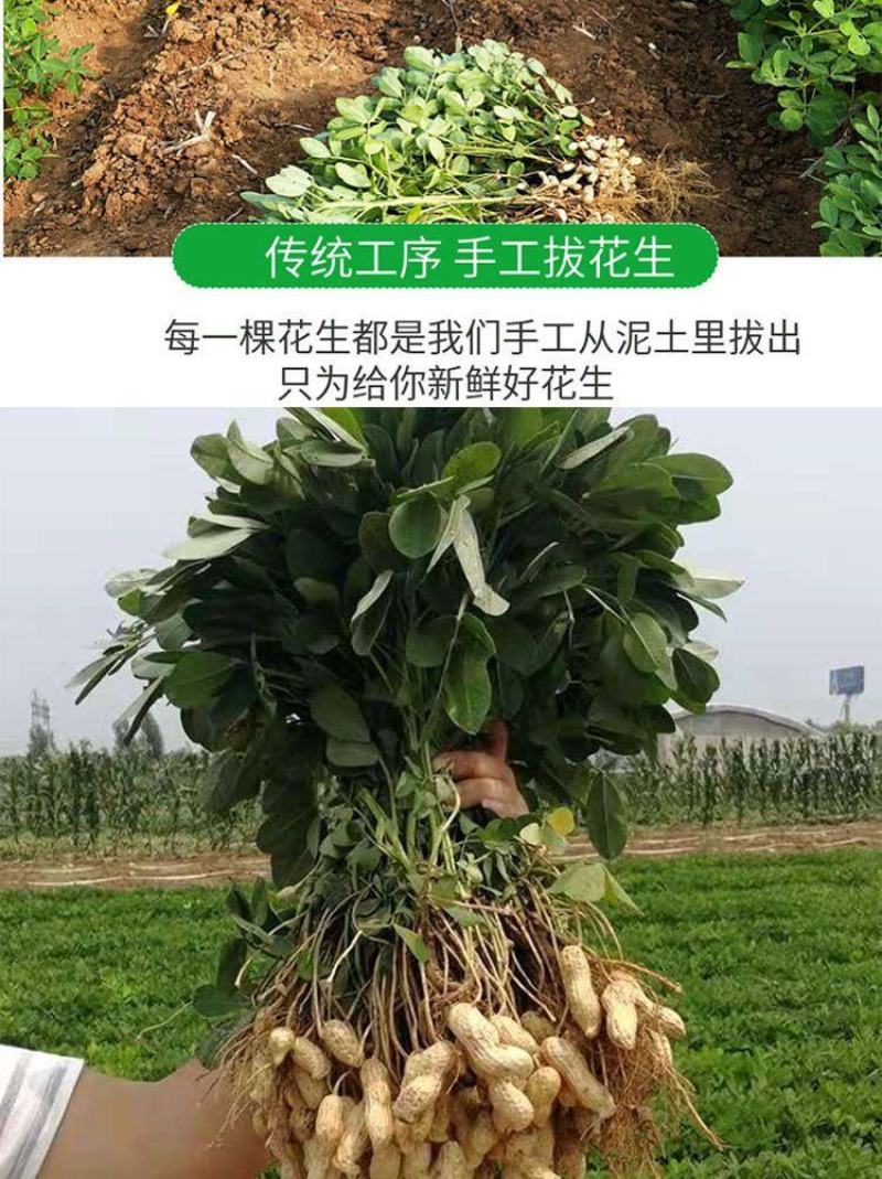 花生大量出售