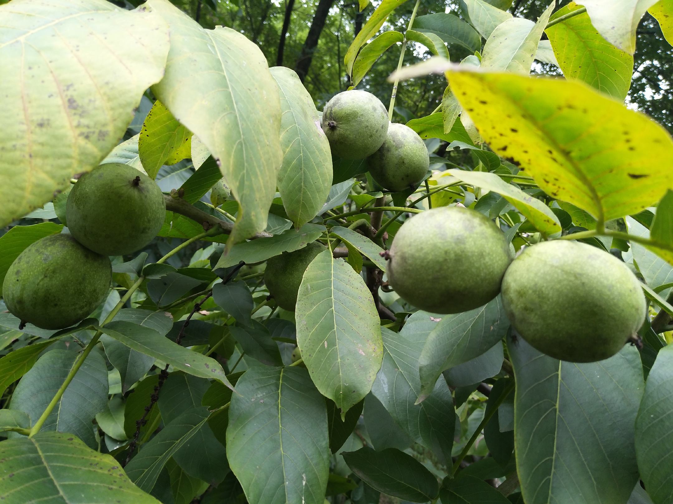 天水青皮核桃成熟果园