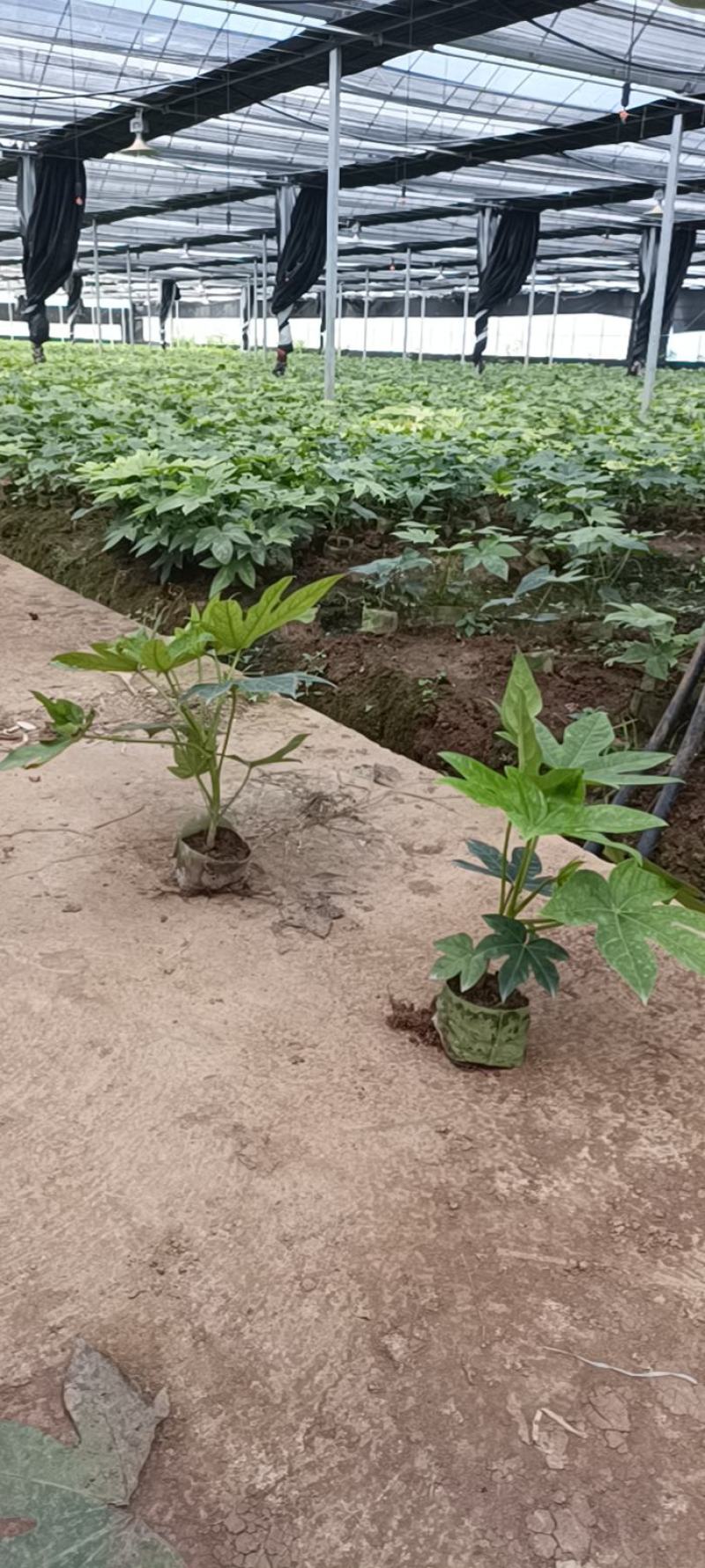 八角金盘，基地一手货源，欢迎新老客户咨询订购！量大从优！