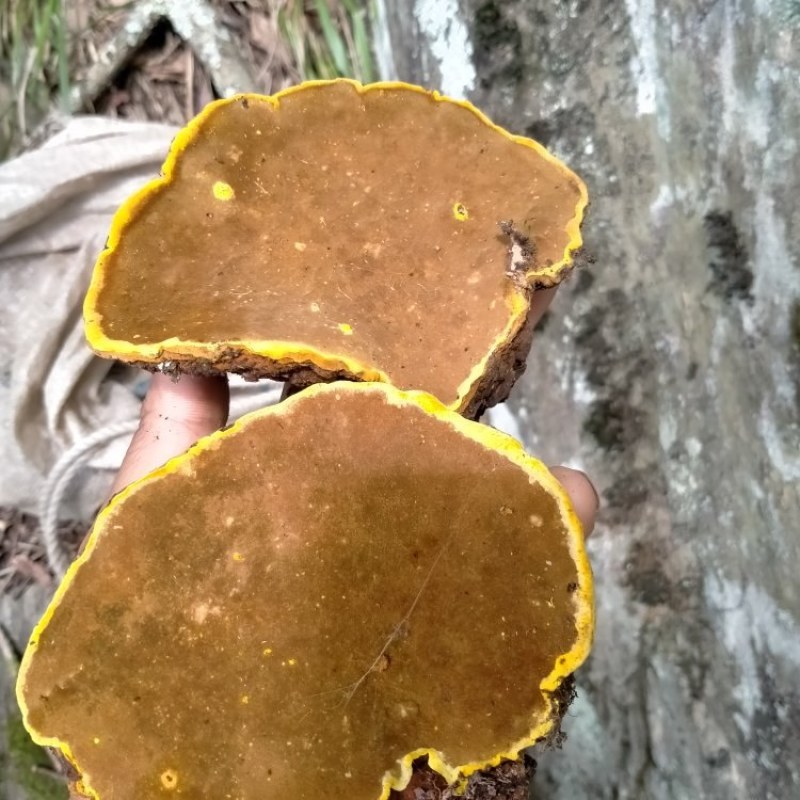 桑黄，桑树桑黄，野生桑黄，一手货源人工采收电联