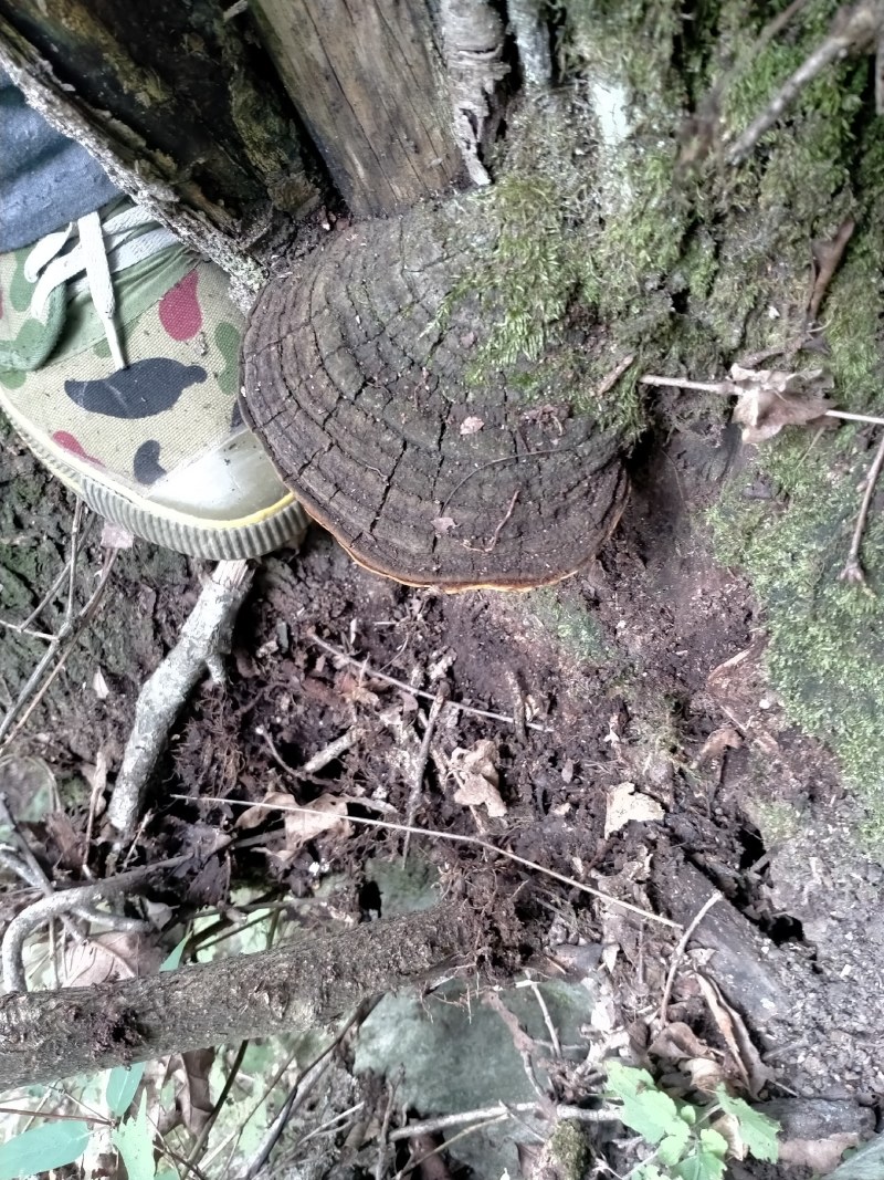桑黄，桑树桑黄，野生桑黄，一手货源人工采收电联