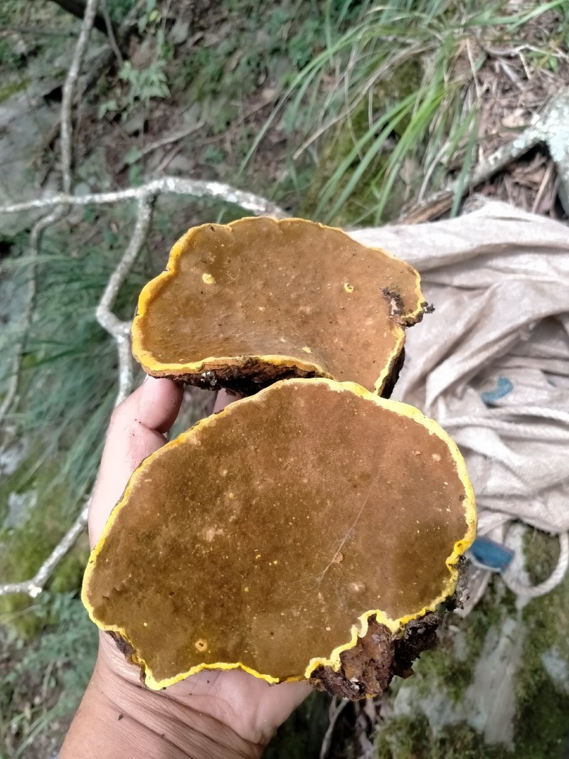 桑黄，桑树桑黄，野生桑黄，一手货源人工采收电联