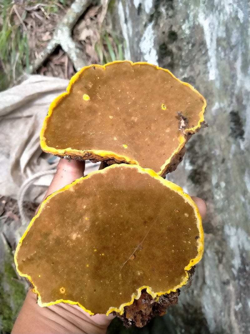 桑黄，桑树桑黄，野生桑黄，一手货源人工采收电联