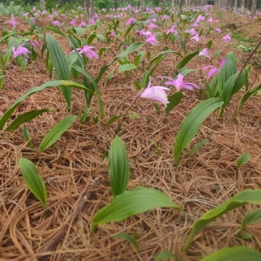 冰球子苗，山慈菇，云南独蒜兰，杜鹃兰，独叶白芨一年苗