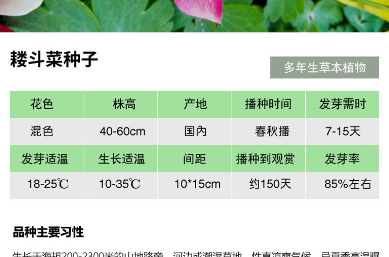 耧斗菜种子大花重瓣四季开花多年生阳台室外庭院花种子猫爪花