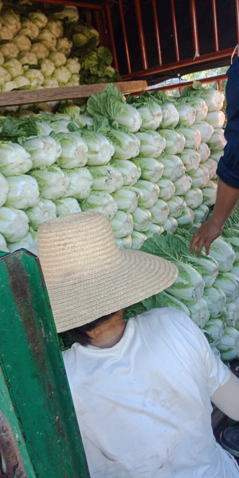 【推荐】黄心大白菜，品质好，货源多，有需要的可以联系，