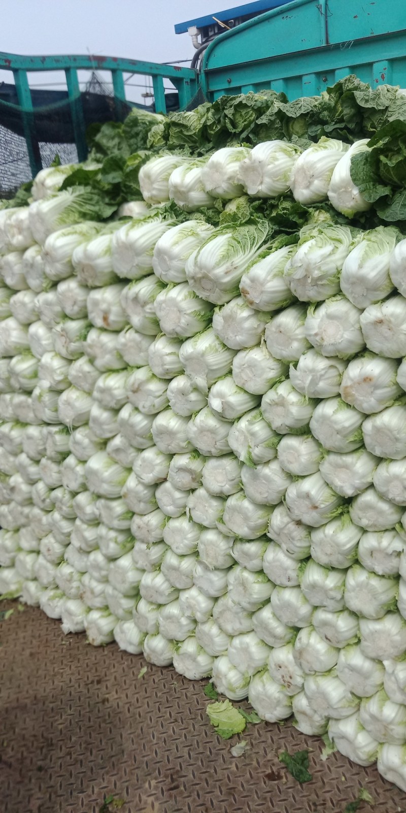 【推荐】黄心大白菜，品质好，货源多，有需要的可以联系，