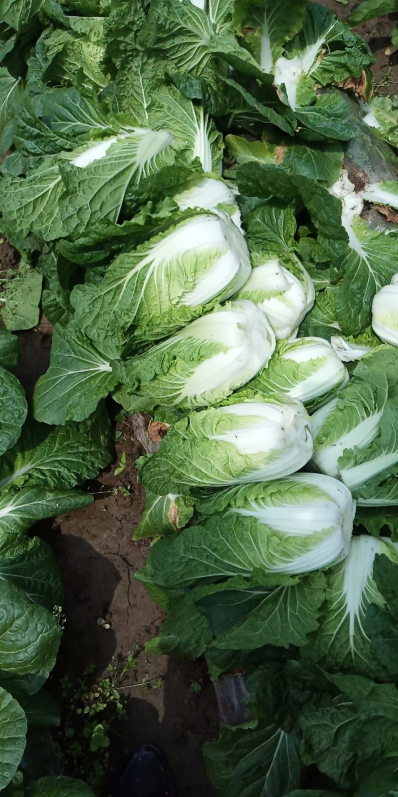 【推荐】黄心大白菜，品质好，货源多，有需要的可以联系，