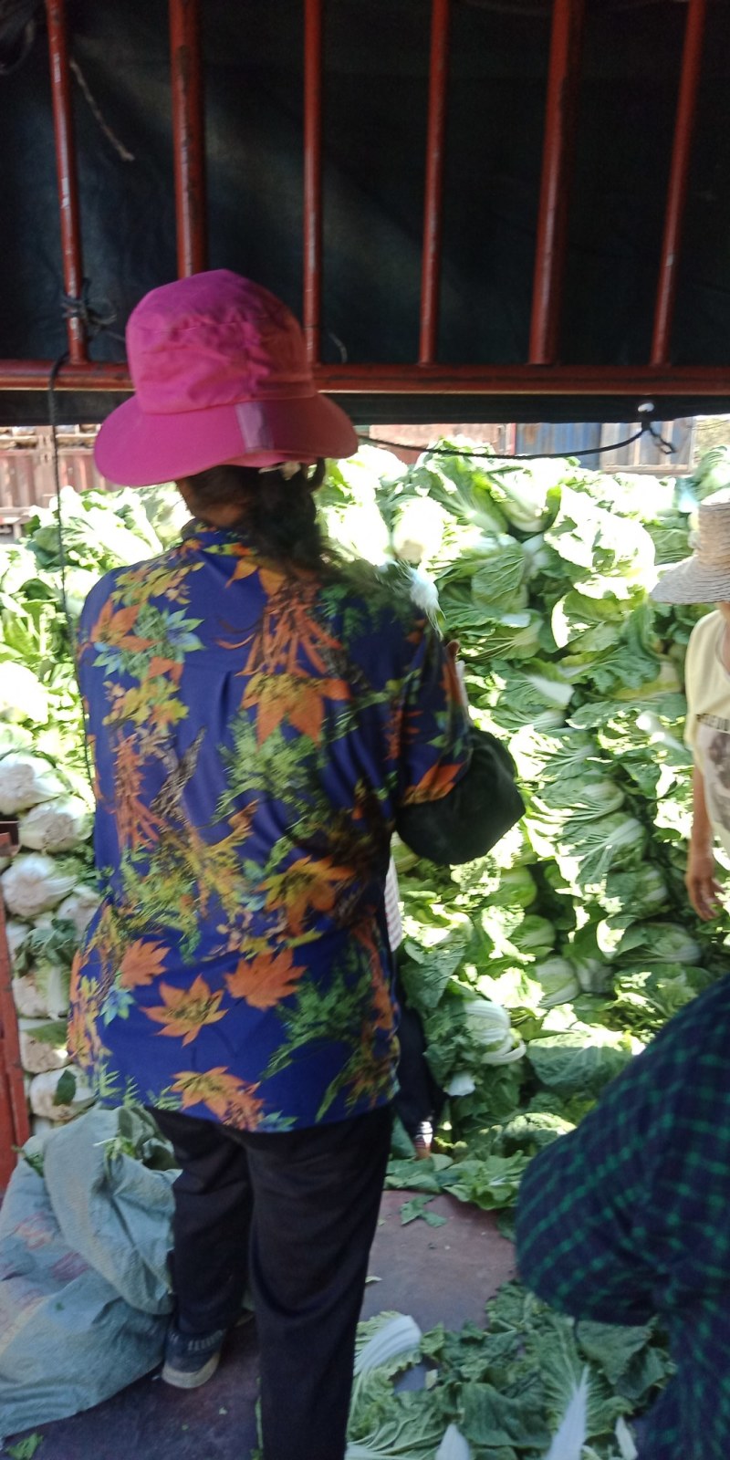 【推荐】黄心大白菜，品质好，货源多，有需要的可以联系，
