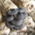 小叶平菇，小平菇山东香菇，产地发货，一手货源，一件代发
