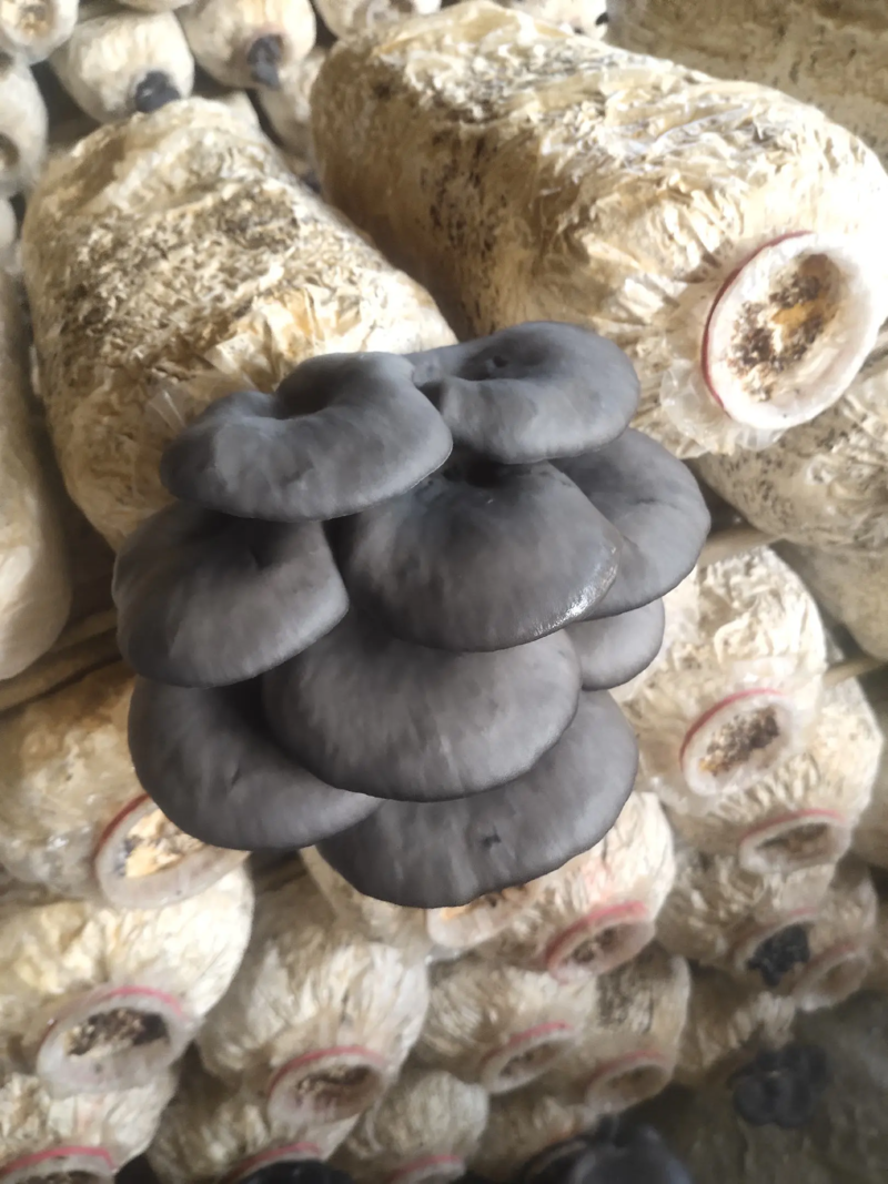 小叶平菇，小平菇山东香菇，产地发货，一手货源，一件代发