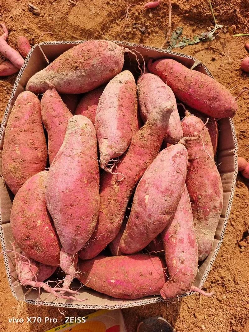 西瓜红红薯，电商，市场货大量现货供应