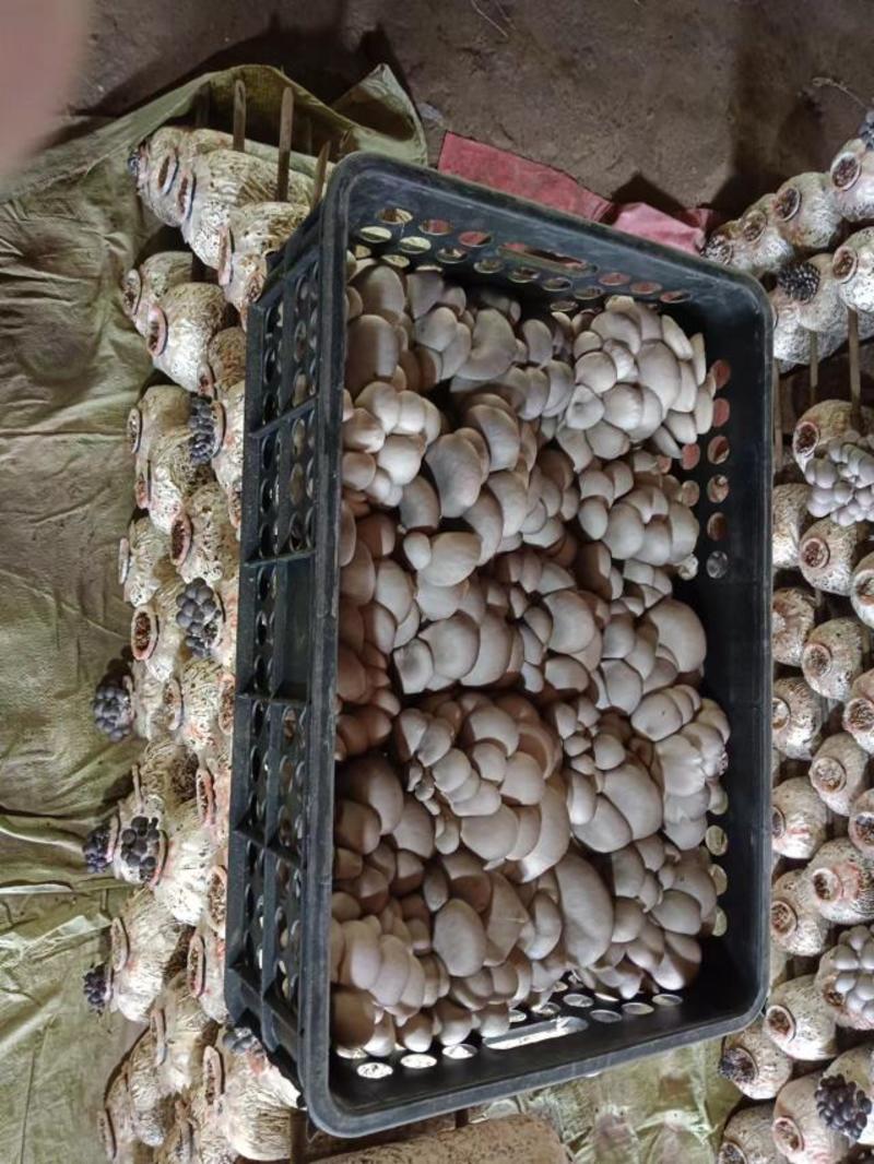 中叶平菇，山东平菇，产地发货，一手货源，欢迎进店联系