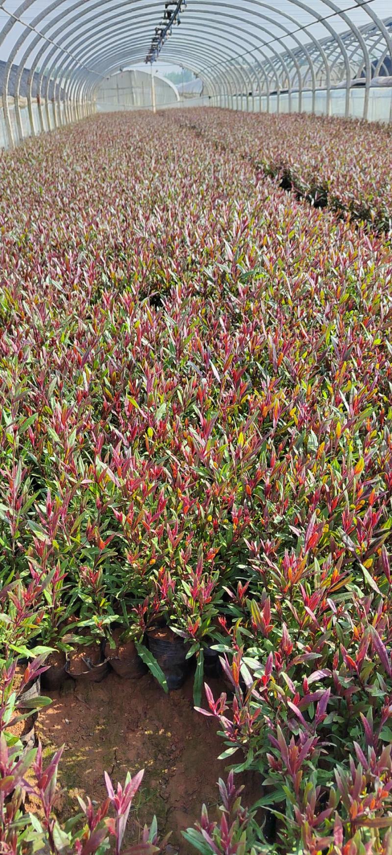 山桃草高度30公分，昆明苗木基地批发价格