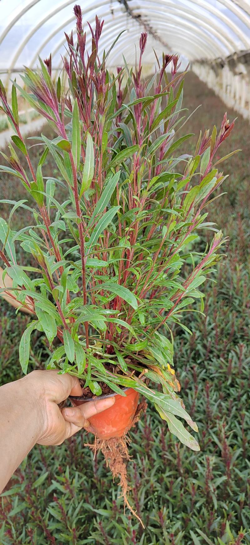 山桃草高度30公分，昆明苗木基地批发价格