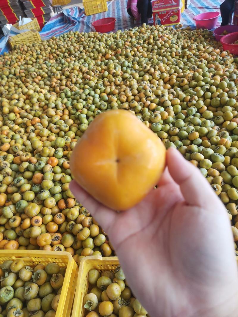广西柿子脆柿新鲜水果甜脆好吃大量上市原产地广西桂林脆柿