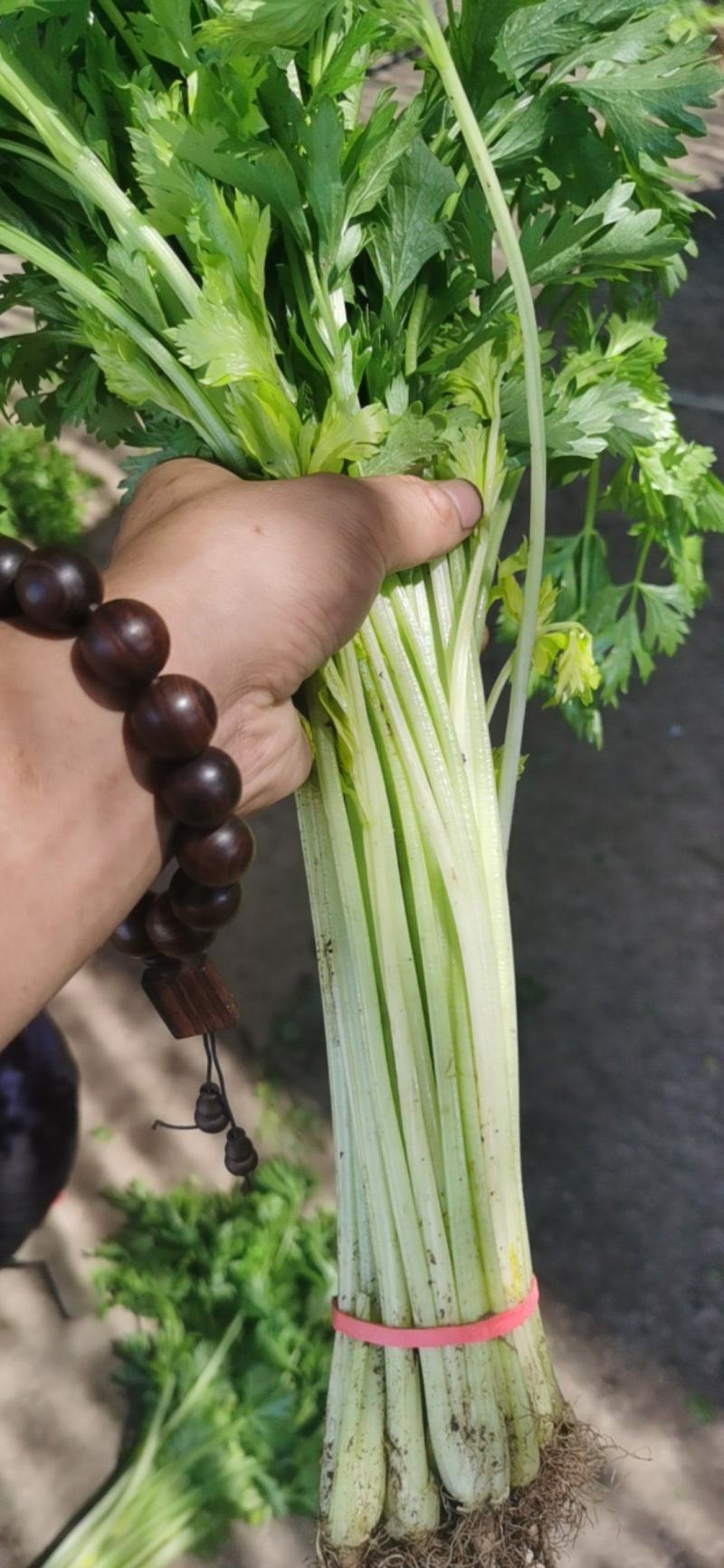代收香芹大量有货全部精品