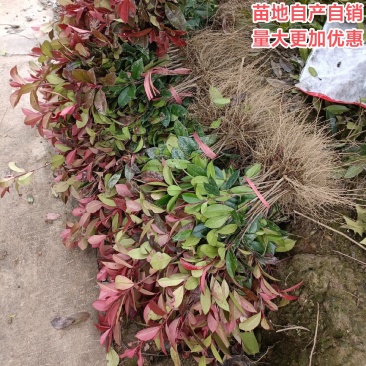 【包邮】红叶石楠苗红罗宾红叶石楠量大更优物美价廉