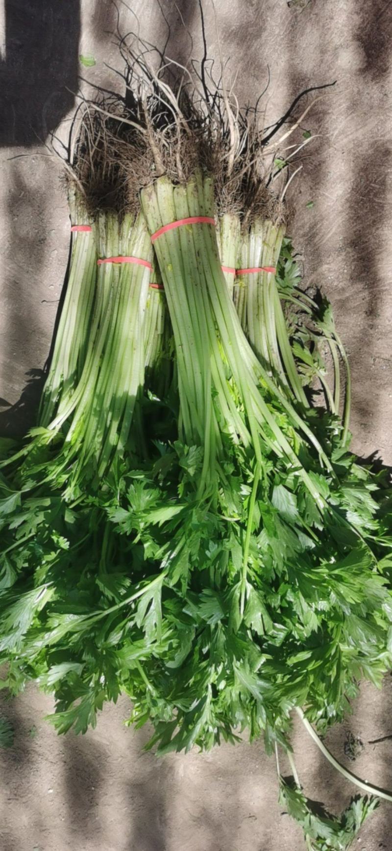 代收香芹大量有货全部精品