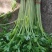 代收香芹大量有货全部精品