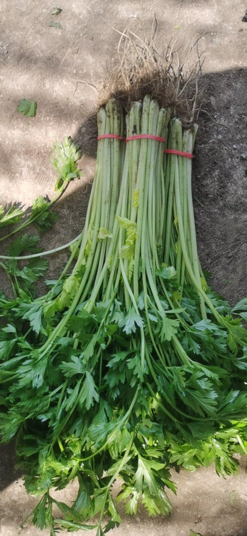 代收香芹大量有货全部精品