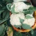 【推荐】菜花松散乳白2斤大量上市量大从优欢迎采购