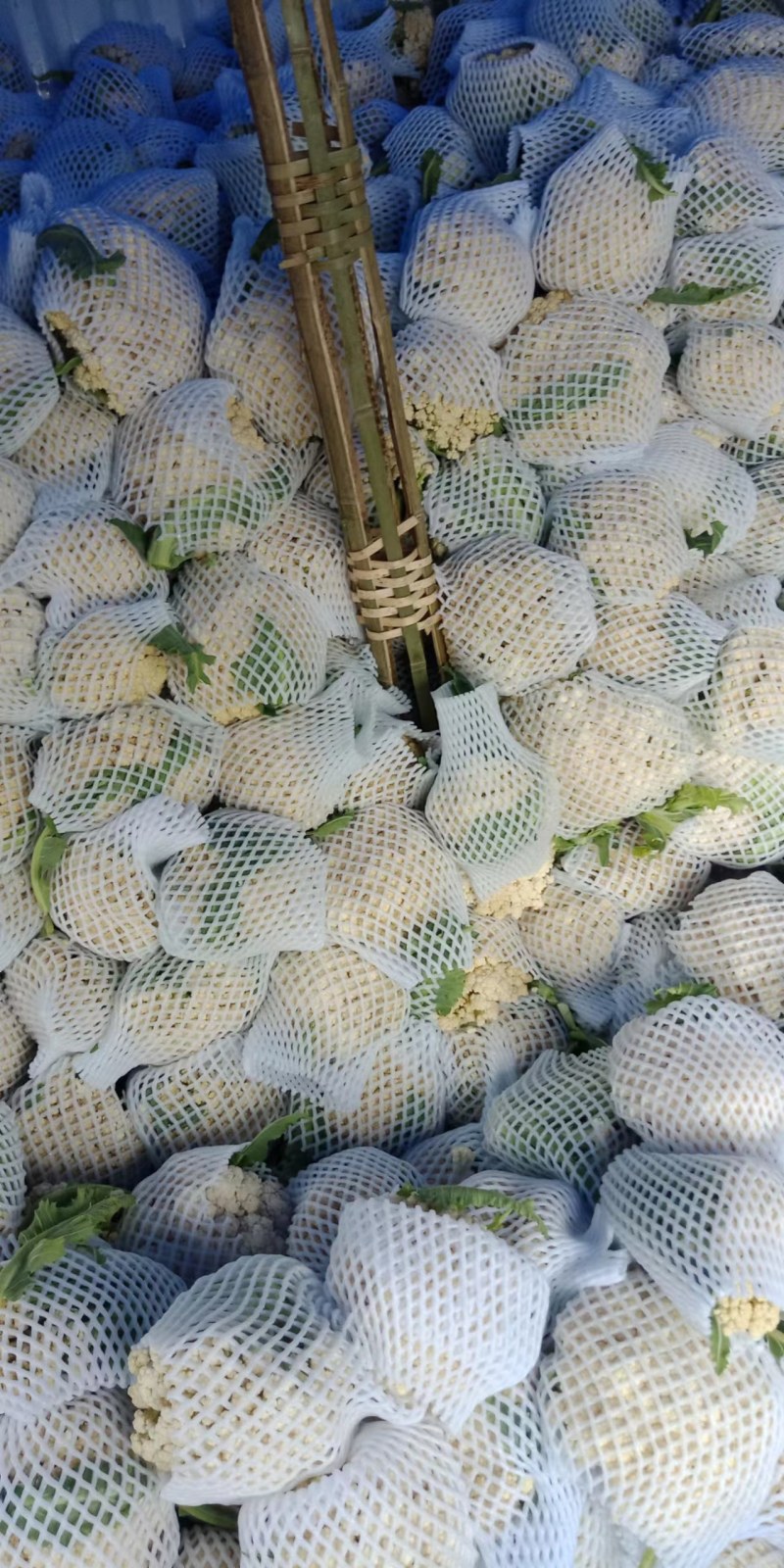 【推荐】菜花松散乳白2斤大量上市量大从优欢迎采购