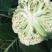 【推荐】菜花松散乳白2斤大量上市量大从优欢迎采购
