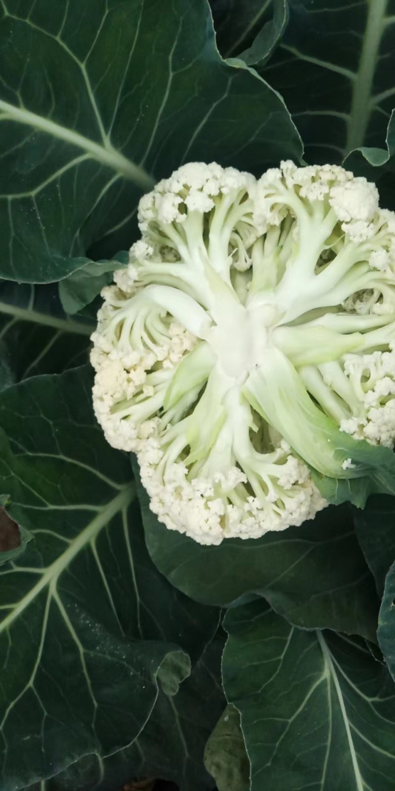 【推荐】菜花松散乳白2斤大量上市量大从优欢迎采购