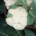 【推荐】菜花松散乳白2斤大量上市量大从优欢迎采购