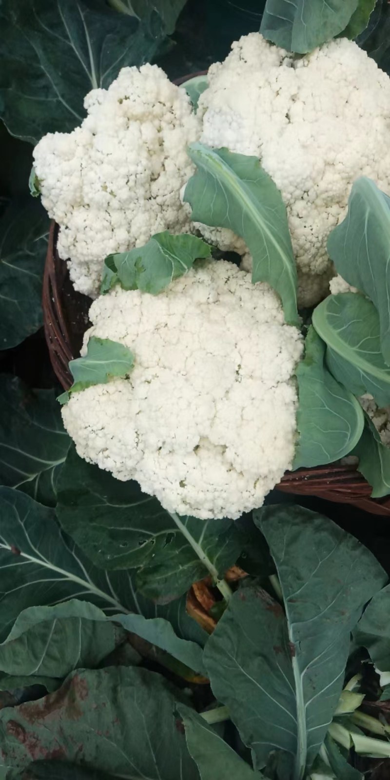【推荐】菜花松散乳白2斤大量上市量大从优欢迎采购