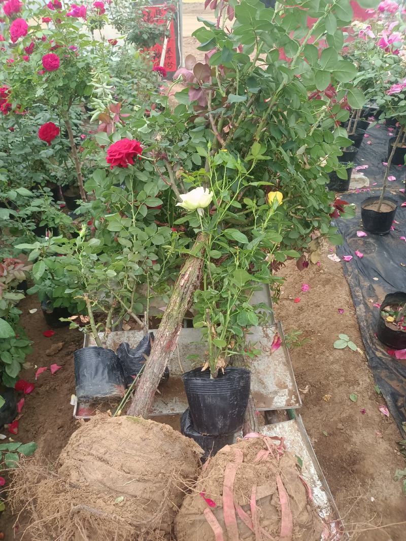 大花月季，卡罗拉，丰花，基地发货一手货源，欢迎采购