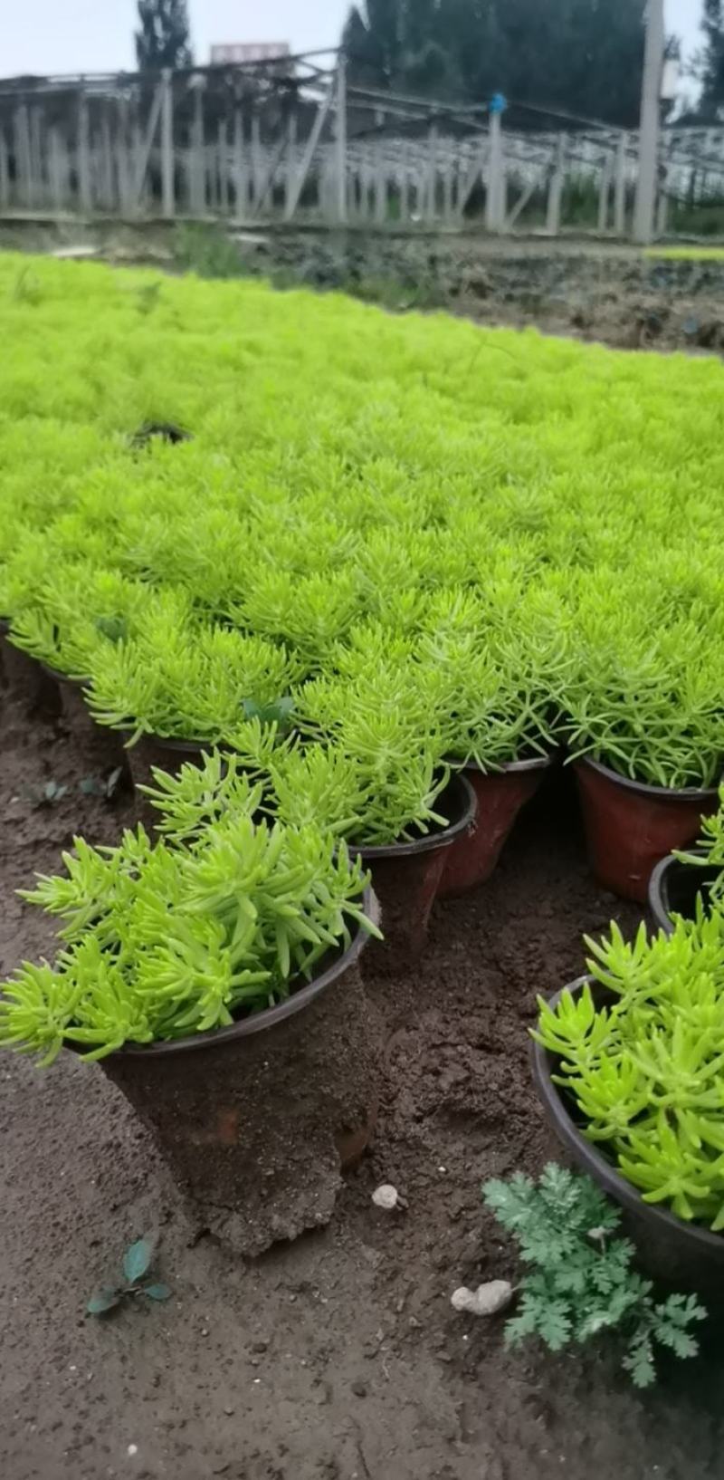 佛甲草，绿叶佛甲草，金叶佛甲草，又名黄金条，苗圃直供