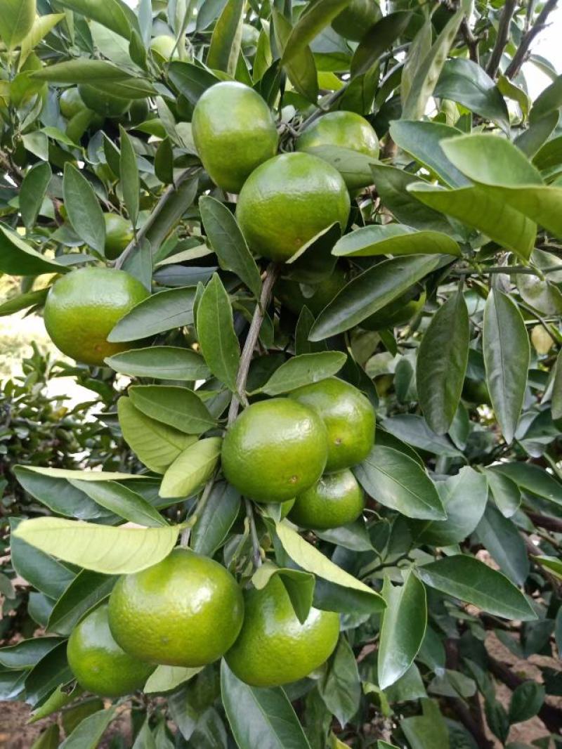 东江湖蜜桔