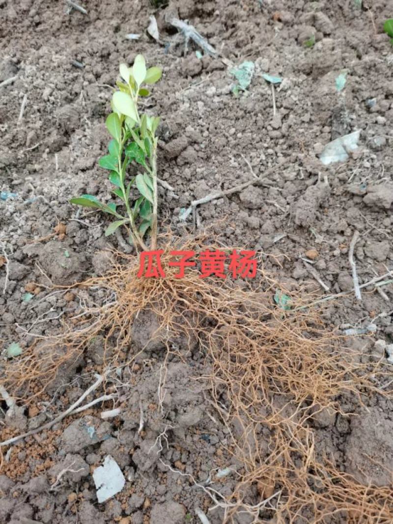 瓜子黄杨扦插芽苗价格优惠