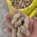 【鲜花生】精品白沙系列花生产地现挖可视频看货
