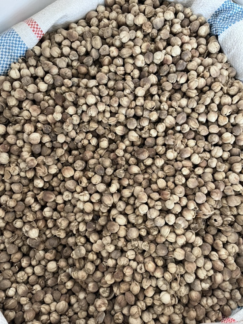 白豆蔻白寇原货白扣足干水洗白扣产地一手货源