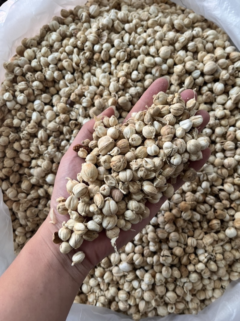 白豆蔻白寇原货白扣足干水洗白扣产地一手货源
