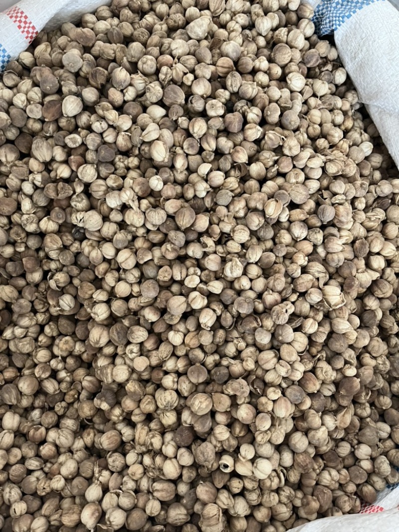 白豆蔻白寇原货白扣足干水洗白扣产地一手货源