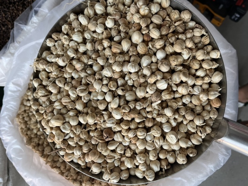 白豆蔻白寇原货白扣足干水洗白扣产地一手货源