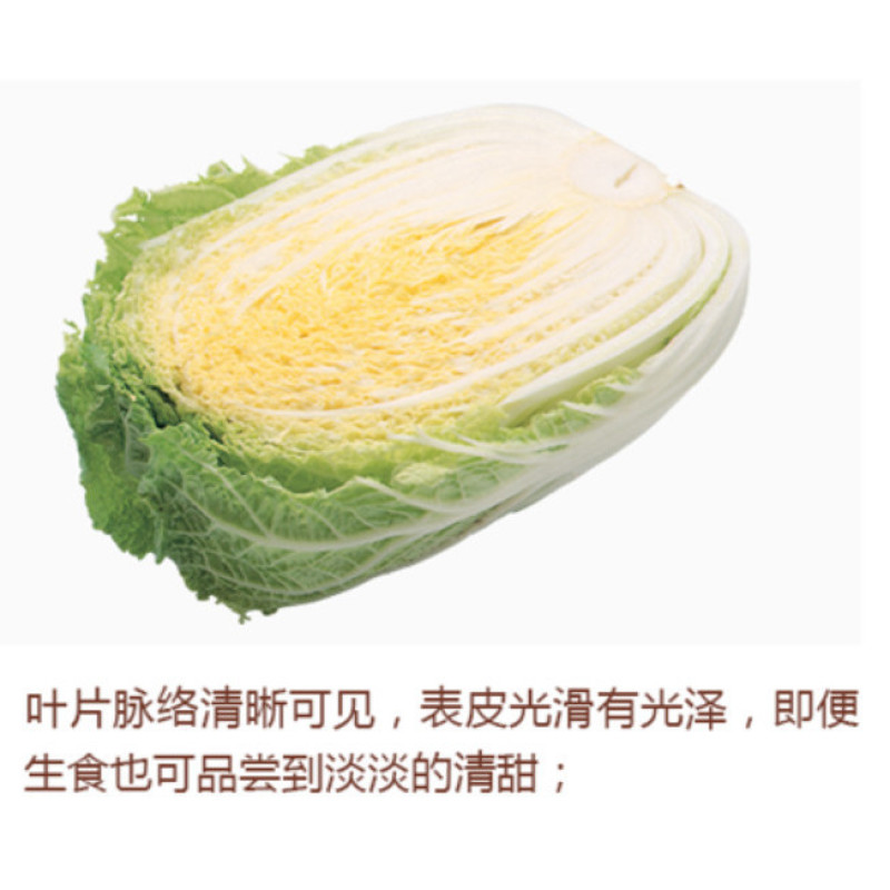 山东兰陵黄心白菜上市了产地发货地头价要的联系