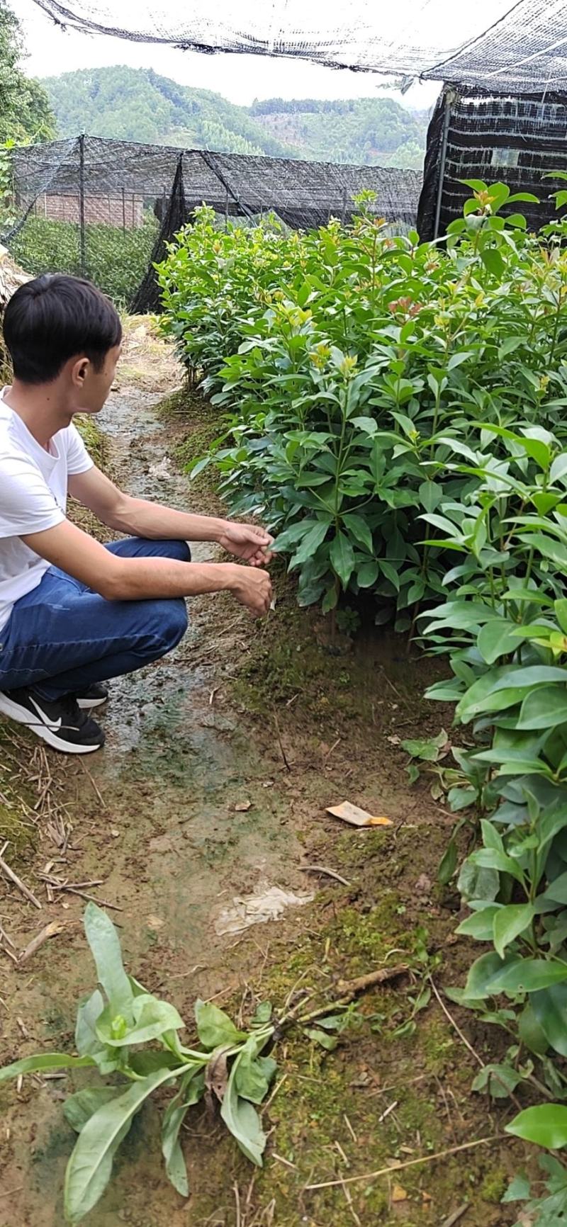 八角树苗