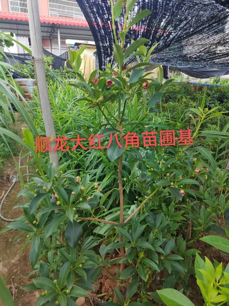 八角树苗