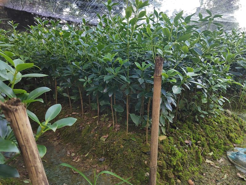 八角树苗