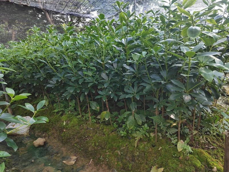 八角树苗