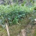 八角树苗