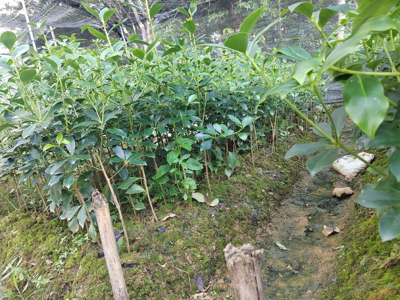 八角树苗