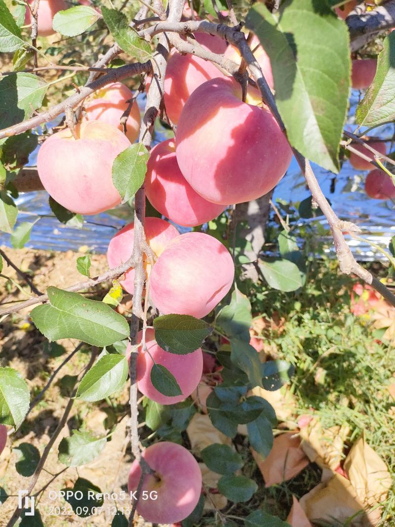 【脆甜可口】红钱富士辽宁苹果红富士量大价优，对接全国发货