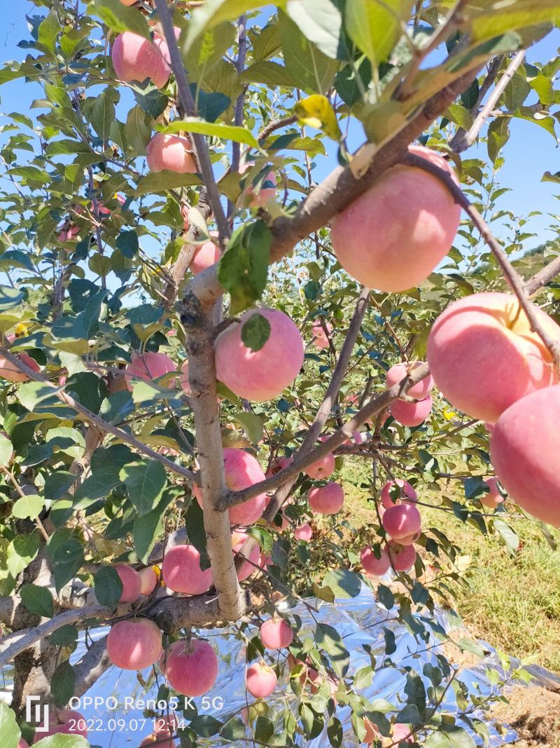 【脆甜可口】红钱富士辽宁苹果红富士量大价优，对接全国发货